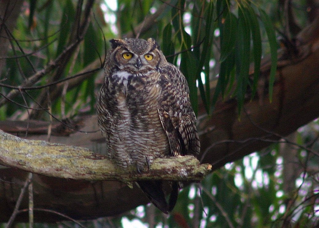Owl